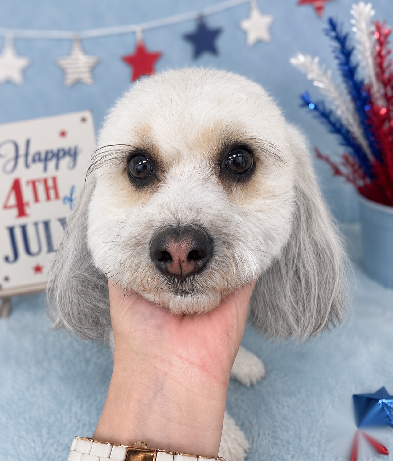 Pet Angels Personalized Grooming Room