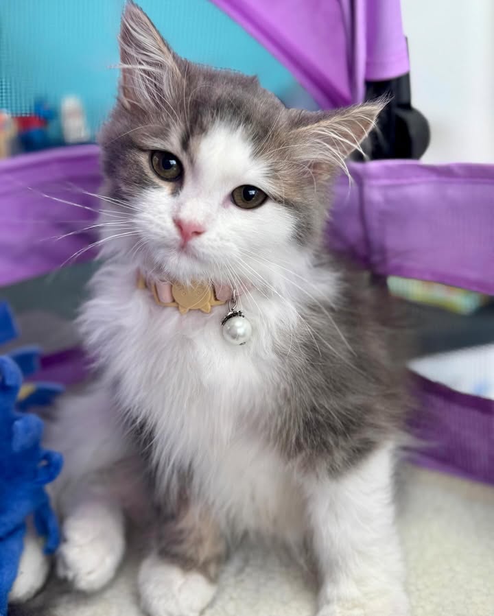 Pet Angels Gentle Feline Grooming
