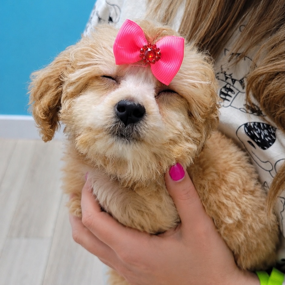 Pet Angels Salon Location in American Fork Utah