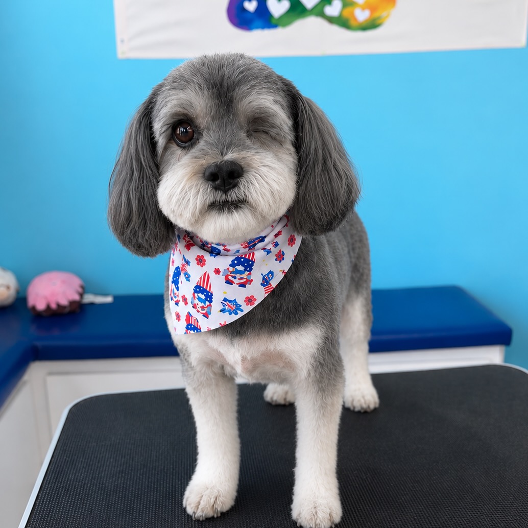 Pet Angels One-on-One Dog Care