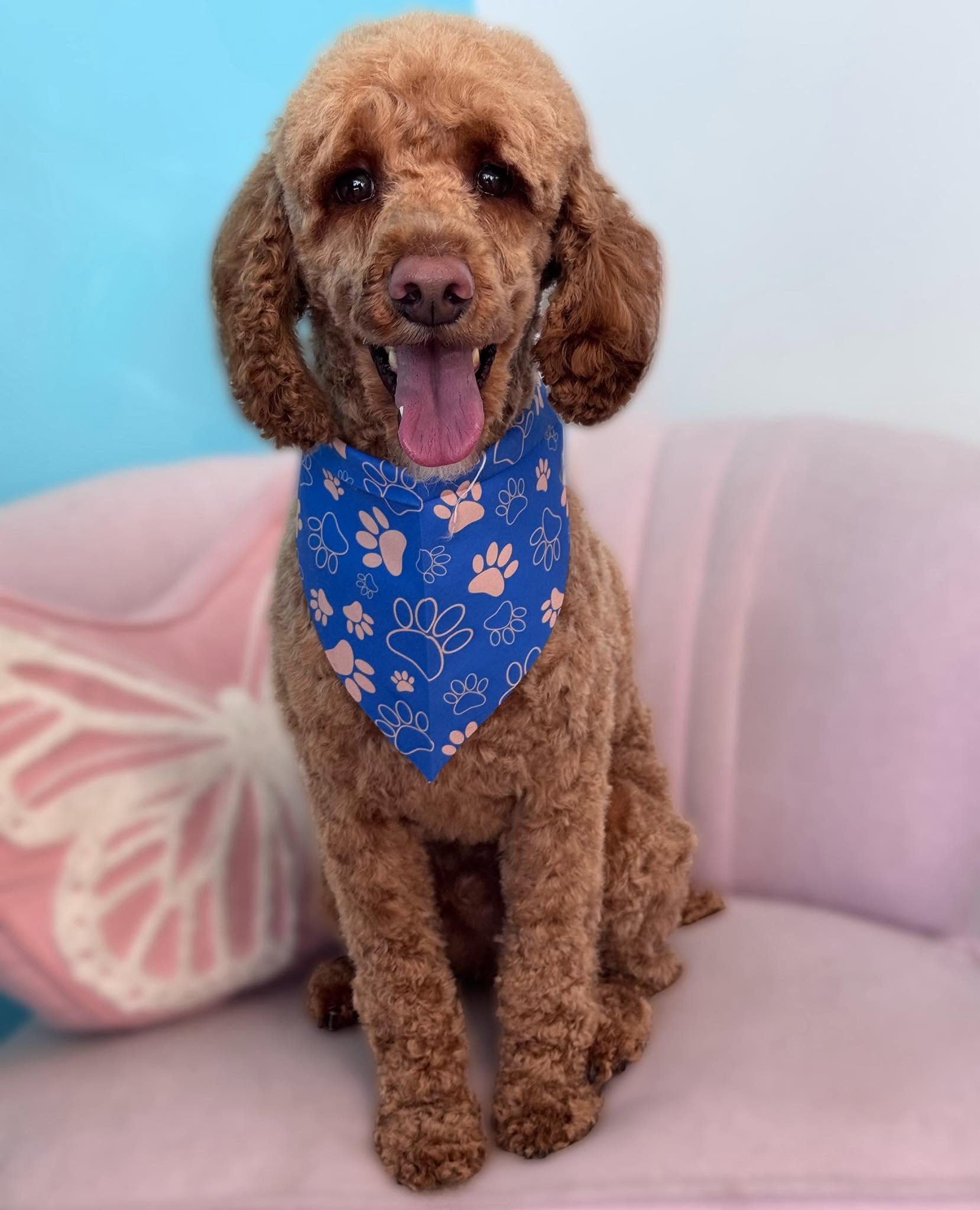 Pet Angels Professional Dog Grooming Experience